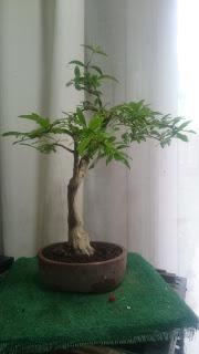 Podas y pinzados generales Podas y pinzados generales