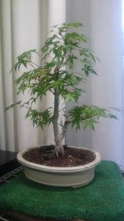 Podas y pinzados generales Podas y pinzados generales