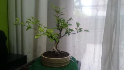 Podas y pinzados generales Podas y pinzados generales