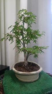 Podas y pinzados generales Podas y pinzados generales