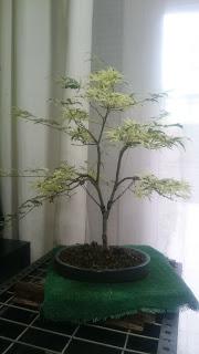 Podas y pinzados generales Podas y pinzados generales