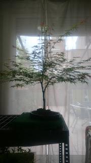 Podas y pinzados generales Podas y pinzados generales