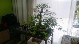 Podas y pinzados generales Podas y pinzados generales