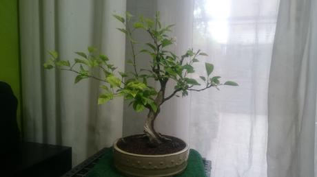 Podas y pinzados generales Podas y pinzados generales