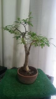 Podas y pinzados generales Podas y pinzados generales