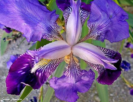 Iris Una flor divina