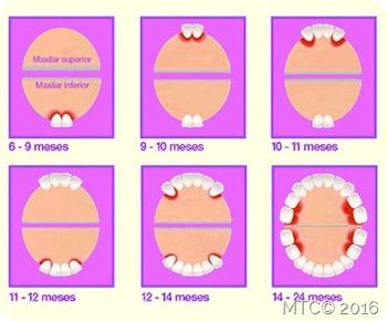 denticion1