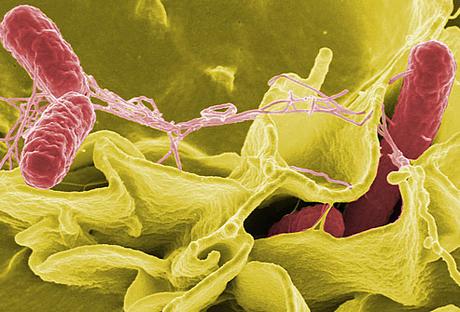 Desinfección contra Salmonella