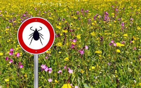 El uso prolongado de antibióticos no funcionan en el tratamiento de la enfermedad de Lyme l uso prolongado de antibióticos no funcionan en el tratamiento de la enfermedad de Lyme