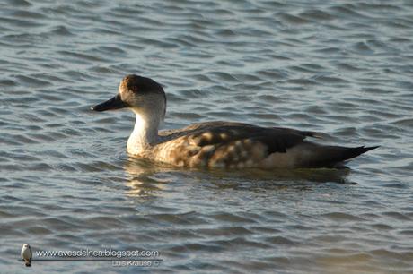 Pato crestón (Crested Duck) Lophonetta specularioides Pato crestón (Crested Duck) Lophonetta specularioides