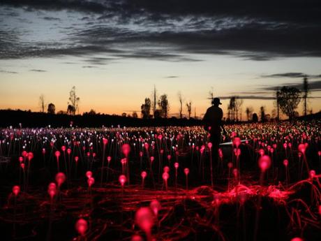 Mirando un montón de hermosas luces... Bruce Munro