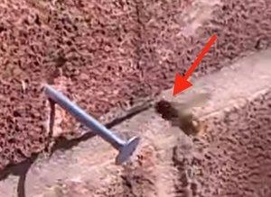 Super abeja se las arregla para sacar un clavo de una pared de ladrillos Super abeja se las arregla para sacar un clavo de una pared de ladrillos