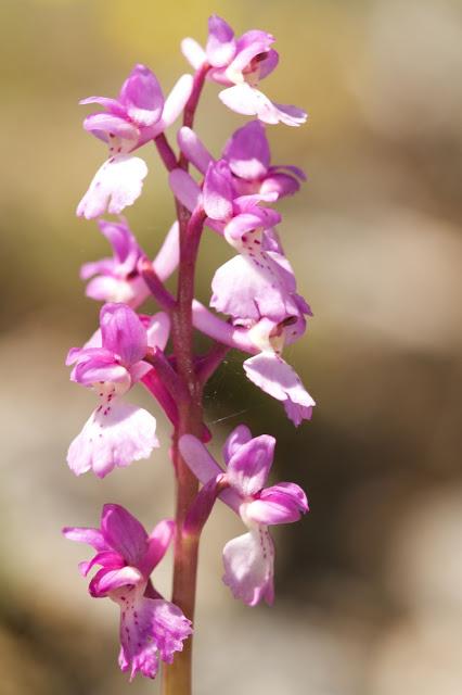 Cada primavera vuelvo a las orquídeas