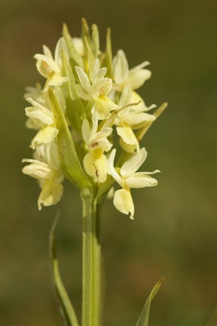 Cada primavera vuelvo a las orquídeas