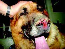 Lupus en perros – Día Mundial del Lupus 2016 2010 SV 1 - Dermatologi݁a (Baja)_img_126