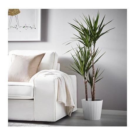 dracaena