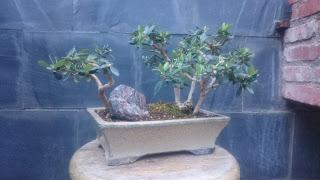 Podas y pinzados generales : segundo día Podas y pinzados generales : segundo día