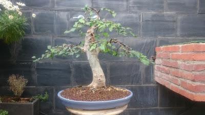 Podas y pinzados generales : segundo día Podas y pinzados generales : segundo día