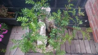 Podas y pinzados generales : segundo día Podas y pinzados generales : segundo día