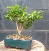 Podas y pinzados generales : segundo día Podas y pinzados generales : segundo día