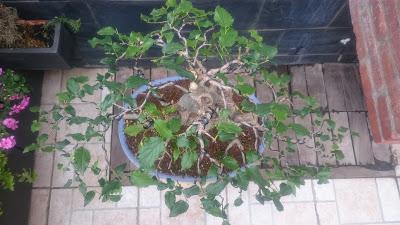 Podas y pinzados generales : segundo día Podas y pinzados generales : segundo día