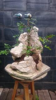 Podas y pinzados generales : segundo día Podas y pinzados generales : segundo día