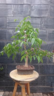 Podas y pinzados generales : segundo día Podas y pinzados generales : segundo día