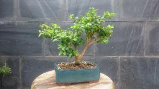 Podas y pinzados generales : segundo día Podas y pinzados generales : segundo día