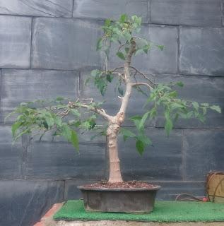 Podas y pinzados generales : segundo día Podas y pinzados generales : segundo día