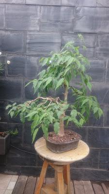 Podas y pinzados generales : segundo día Podas y pinzados generales : segundo día