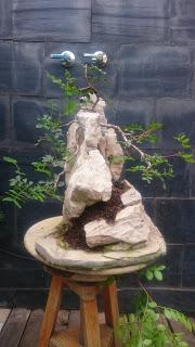 Podas y pinzados generales : segundo día Podas y pinzados generales : segundo día