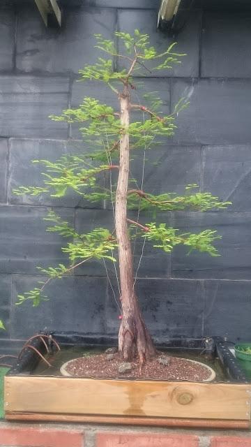 Podas y pinzados generales : segundo día Podas y pinzados generales : segundo día