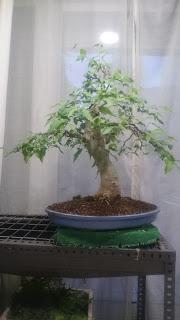 Podas y pinzados generales : segundo día Podas y pinzados generales : segundo día