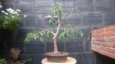 Podas y pinzados generales : segundo día Podas y pinzados generales : segundo día