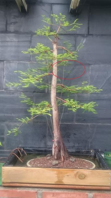 Podas y pinzados generales : segundo día Podas y pinzados generales : segundo día