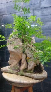 Podas y pinzados generales : segundo día Podas y pinzados generales : segundo día