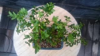 Podas y pinzados generales : segundo día Podas y pinzados generales : segundo día