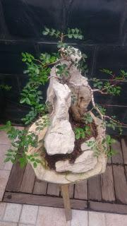 Podas y pinzados generales : segundo día Podas y pinzados generales : segundo día