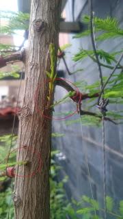 Podas y pinzados generales : segundo día Podas y pinzados generales : segundo día