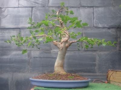 Podas y pinzados generales : segundo día Podas y pinzados generales : segundo día