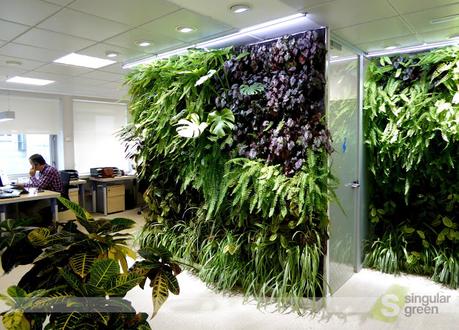 Conjunto de jardines verticales de interior para oficinas en Madrid Jardín vertical