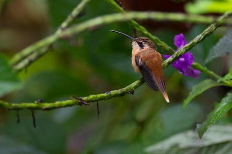 Phaethornis ruber (Créditos: Joao Quental/Flickr).