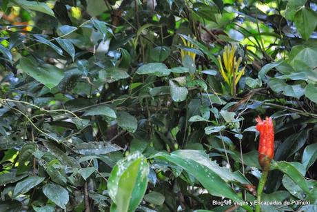 Parque Nacional Manuel Antonio en Costa Rica Parque Nacional Manuel Antonio en Costa Rica
