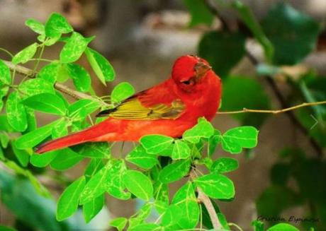 En mi tumba cardenal