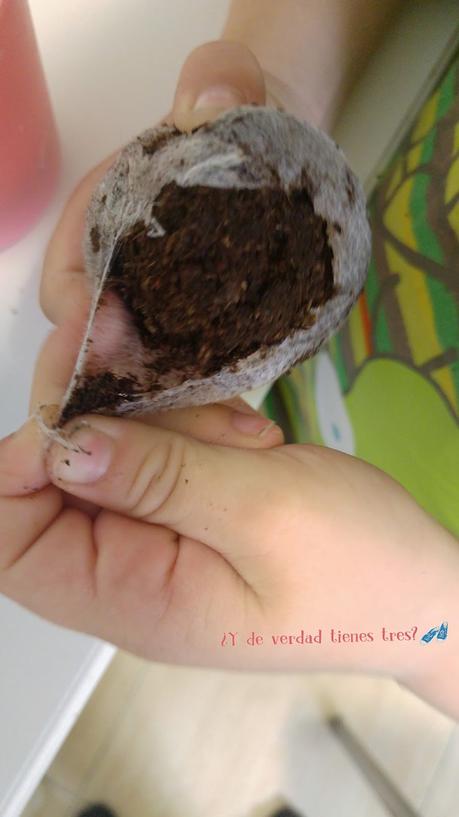 Cultivamos mini sandías con los invernaderos de Science 4 you. ¡Y con sorteo! Cultivamos mini sandías con los invernaderos de Science 4 you. ¡Y con sorteo!