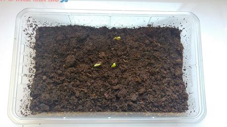 Cultivamos mini sandías con los invernaderos de Science 4 you. ¡Y con sorteo! Cultivamos mini sandías con los invernaderos de Science 4 you. ¡Y con sorteo!