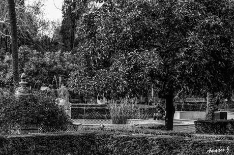 SEVILLA en BLANCO y NEGRO: PARQUE Mª LUISA y PLAZA DE ESPAÑA. PARTE II