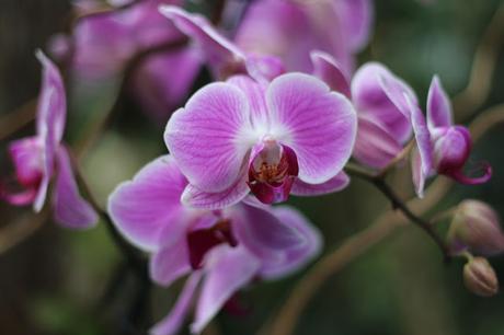 Orquídea Exposición de orquídeas colombianas en la estación de Atocha