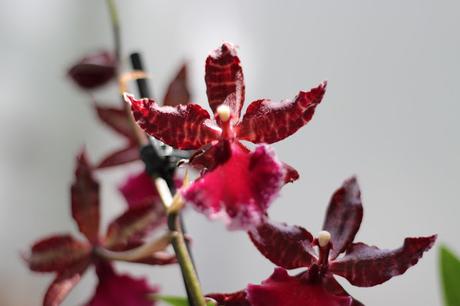 Orquídea Exposición de orquídeas colombianas en la estación de Atocha