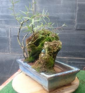 Un pequeño Sauce en un estanque pequeño : El Sauce crece Un pequeño Sauce en un estanque pequeño : El Sauce crece